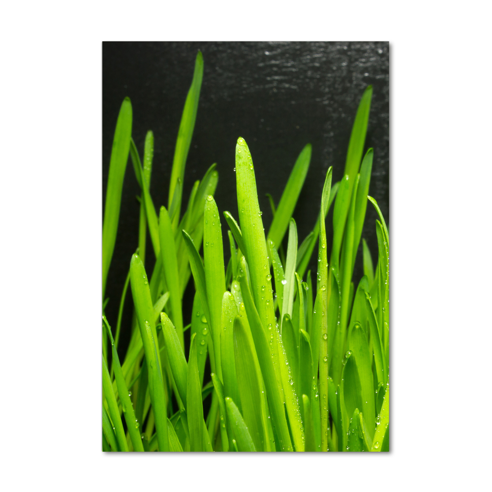 Acrylic print Blade of grass