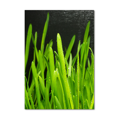 Acrylic print Blade of grass