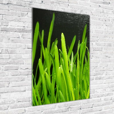 Acrylic print Blade of grass