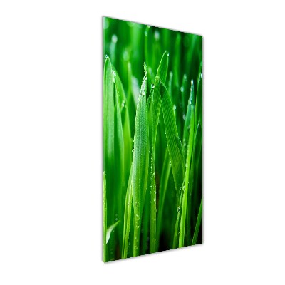 Acrylic print Blade of grass