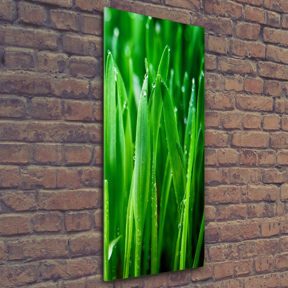 Acrylic print Blade of grass