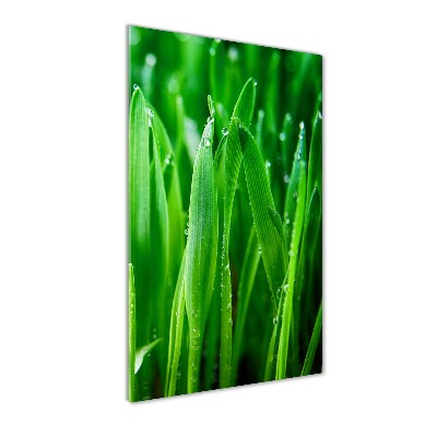 Acrylic print Blade of grass