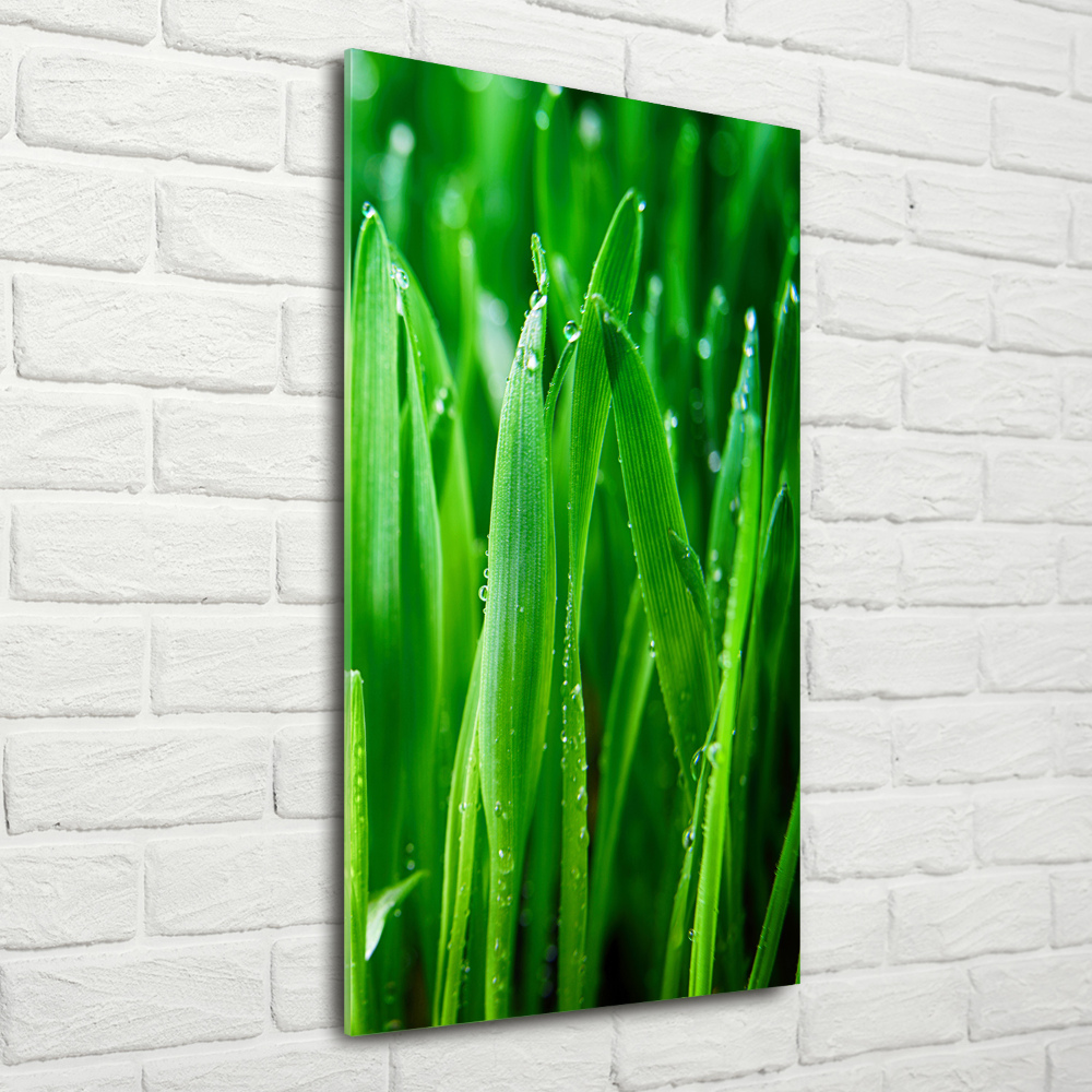 Acrylic print Blade of grass