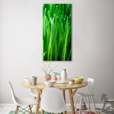 Acrylic print Blade of grass