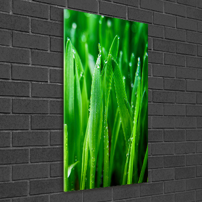 Acrylic print Blade of grass