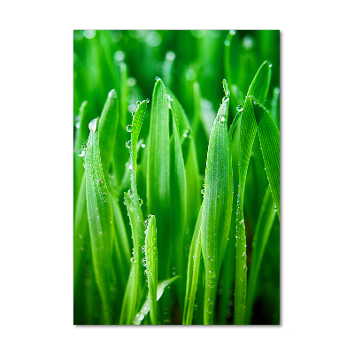 Acrylic print Blade of grass