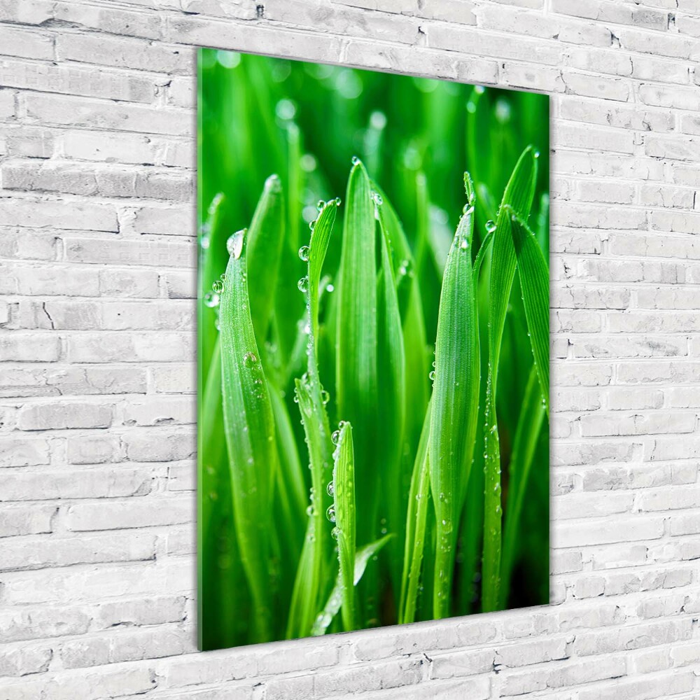 Acrylic print Blade of grass