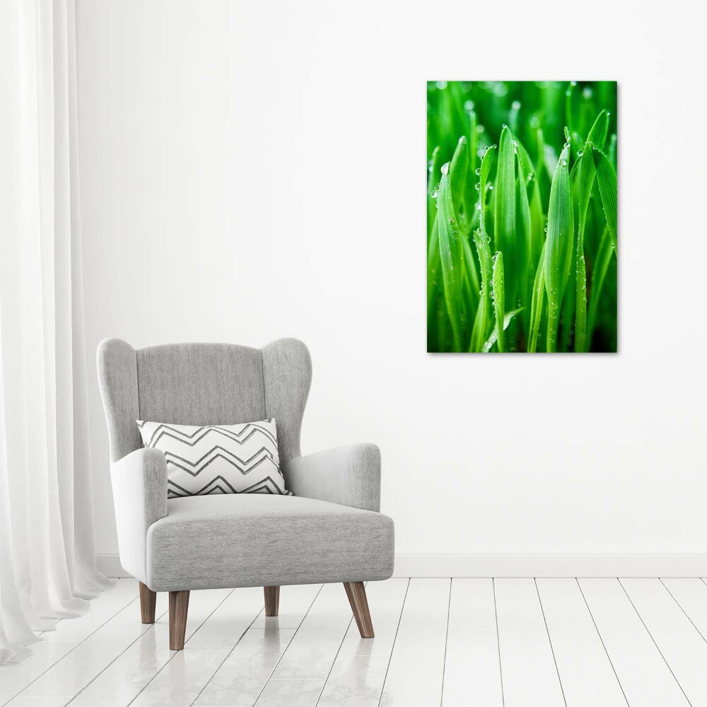 Acrylic print Blade of grass