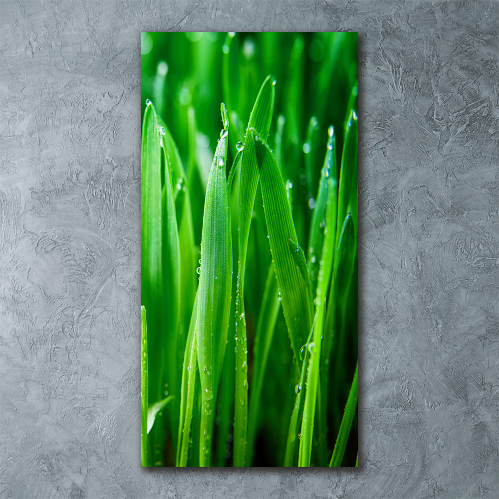 Acrylic print Blade of grass