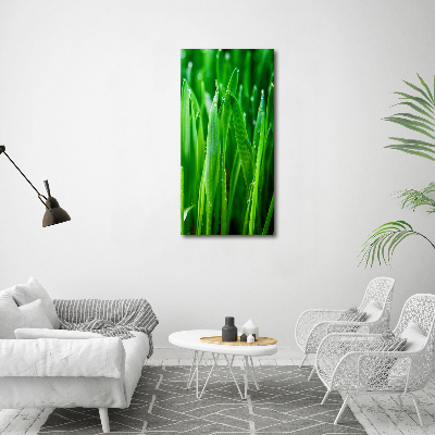 Acrylic print Blade of grass