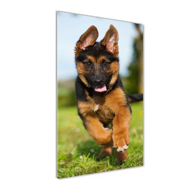 Print on acrylic German Shepherd