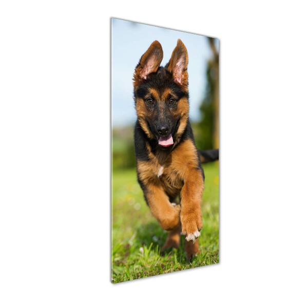 Print on acrylic German Shepherd