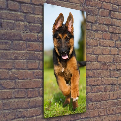 Print on acrylic German Shepherd