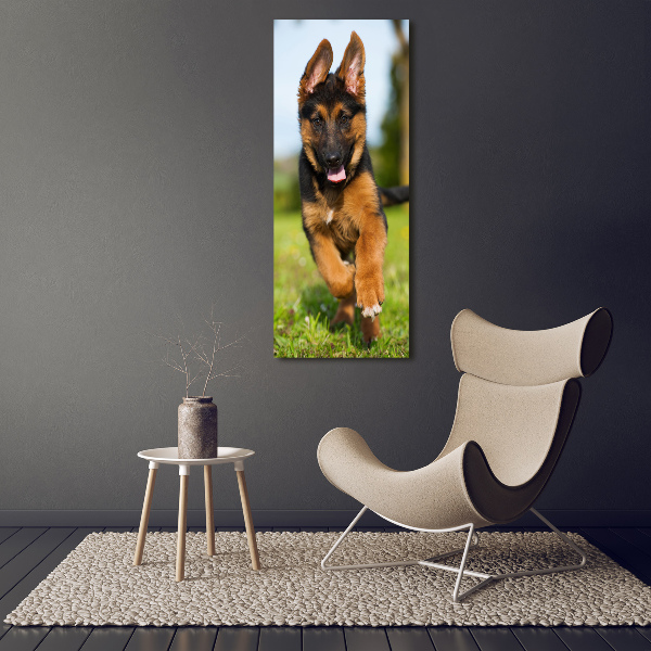 Print on acrylic German Shepherd