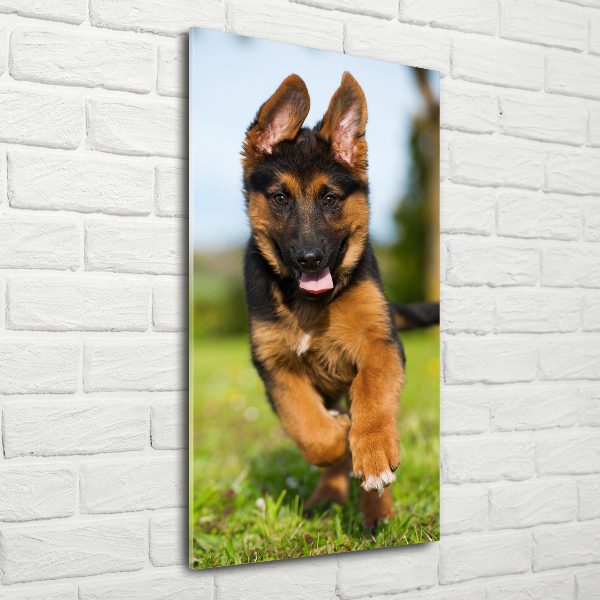 Print on acrylic German Shepherd