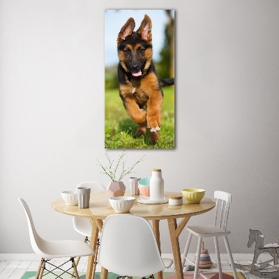 Print on acrylic German Shepherd