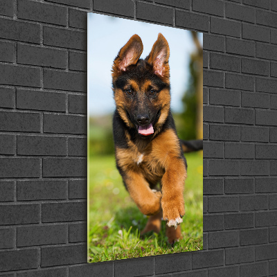 Print on acrylic German Shepherd