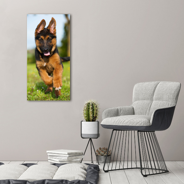 Print on acrylic German Shepherd