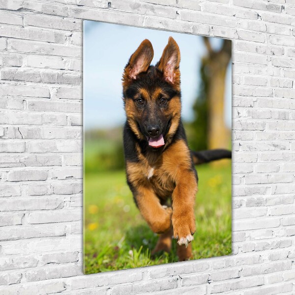 Print on acrylic German Shepherd