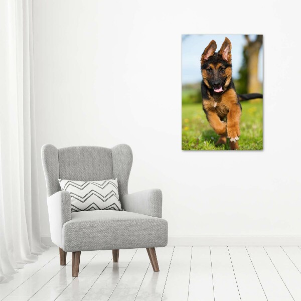 Print on acrylic German Shepherd