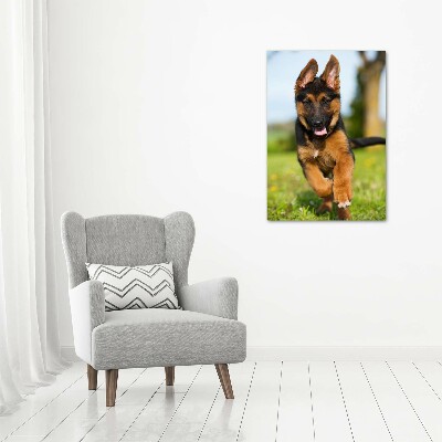 Print on acrylic German Shepherd