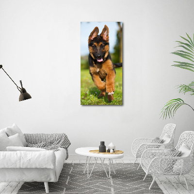 Print on acrylic German Shepherd