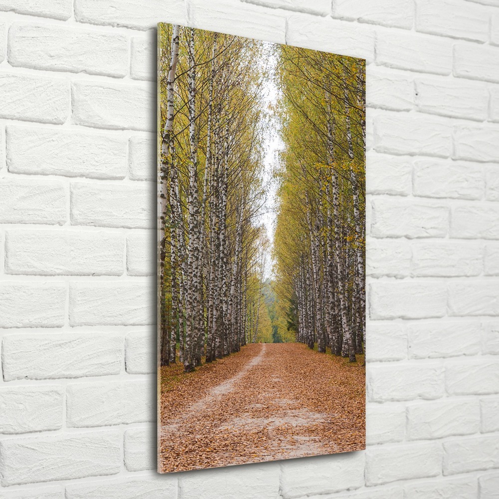 Acrylic print Birch forest