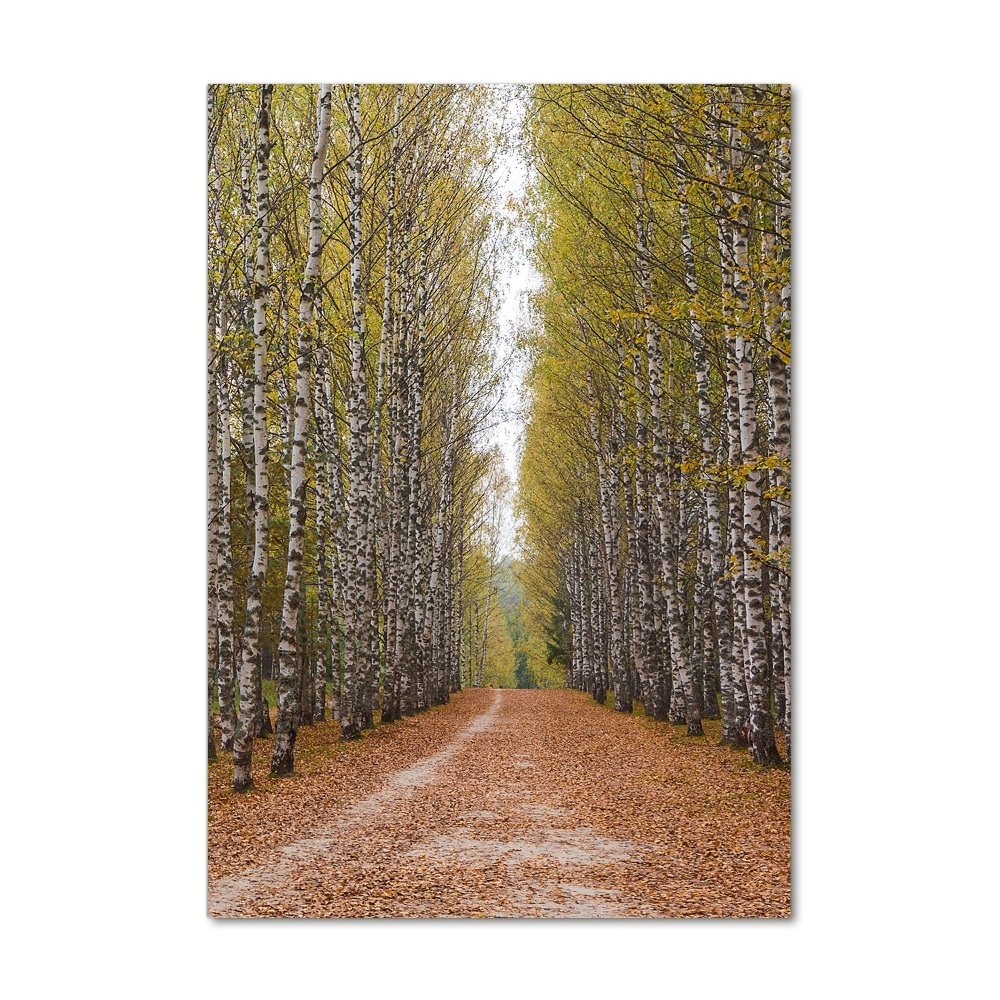 Acrylic print Birch forest