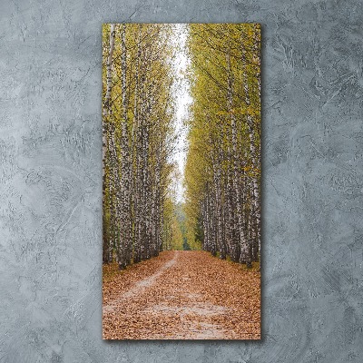 Acrylic print Birch forest