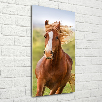 Print on acrylic Horse at a gallop