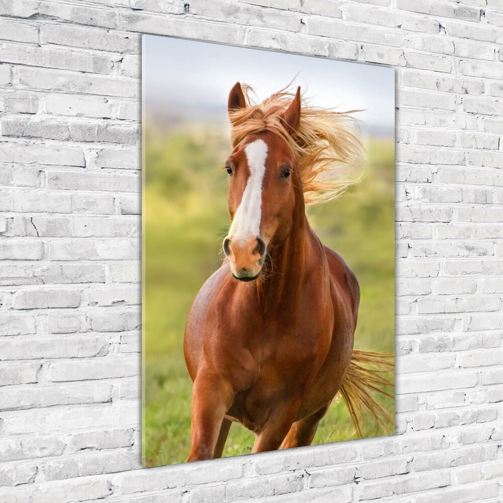 Print on acrylic Horse at a gallop