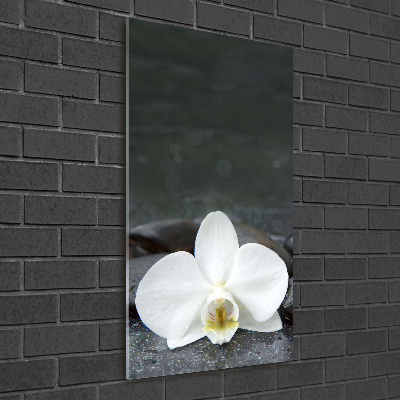 Acrylic glass print Orchid stones