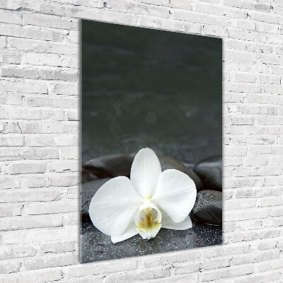 Acrylic glass print Orchid stones