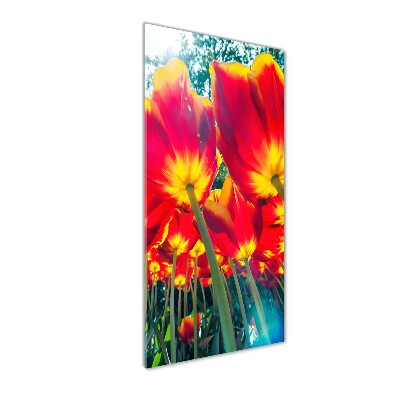 Print on acrylic glass Red tulips