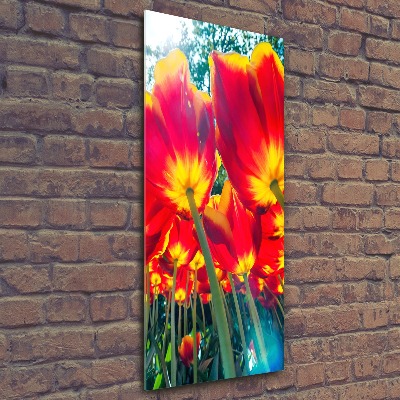 Print on acrylic glass Red tulips