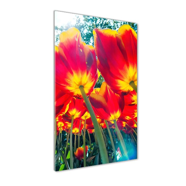 Print on acrylic glass Red tulips