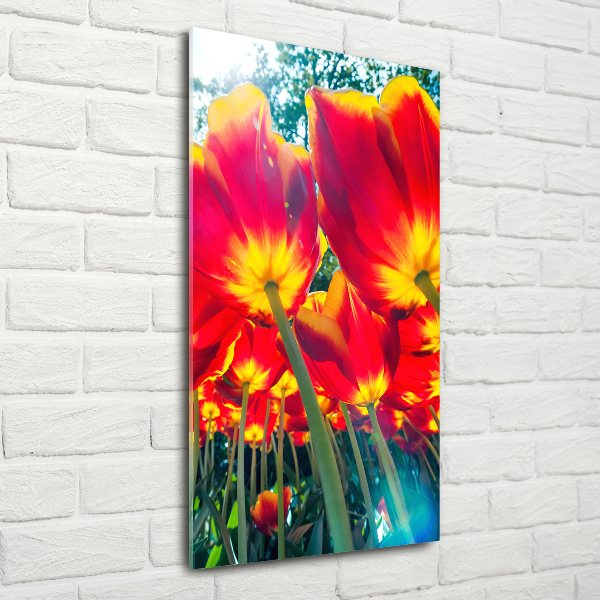 Print on acrylic glass Red tulips