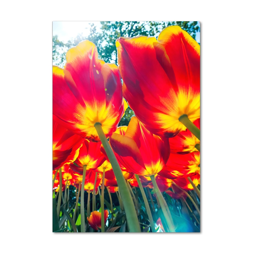 Print on acrylic glass Red tulips