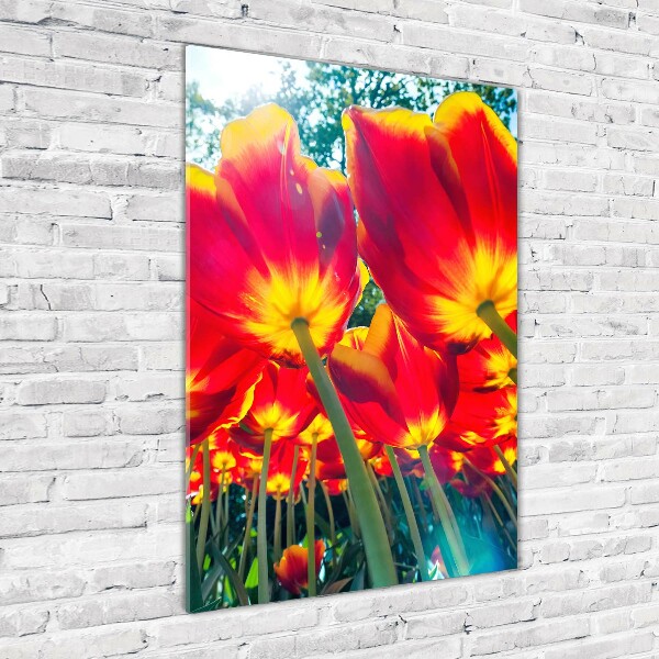 Print on acrylic glass Red tulips