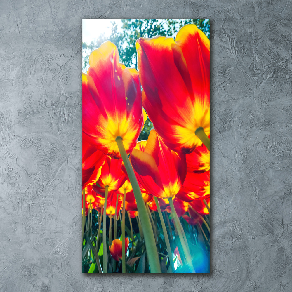 Print on acrylic glass Red tulips