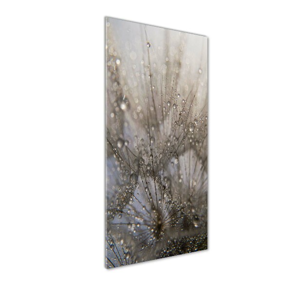 Acrylic glass print Dandelion seeds