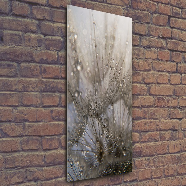 Acrylic glass print Dandelion seeds