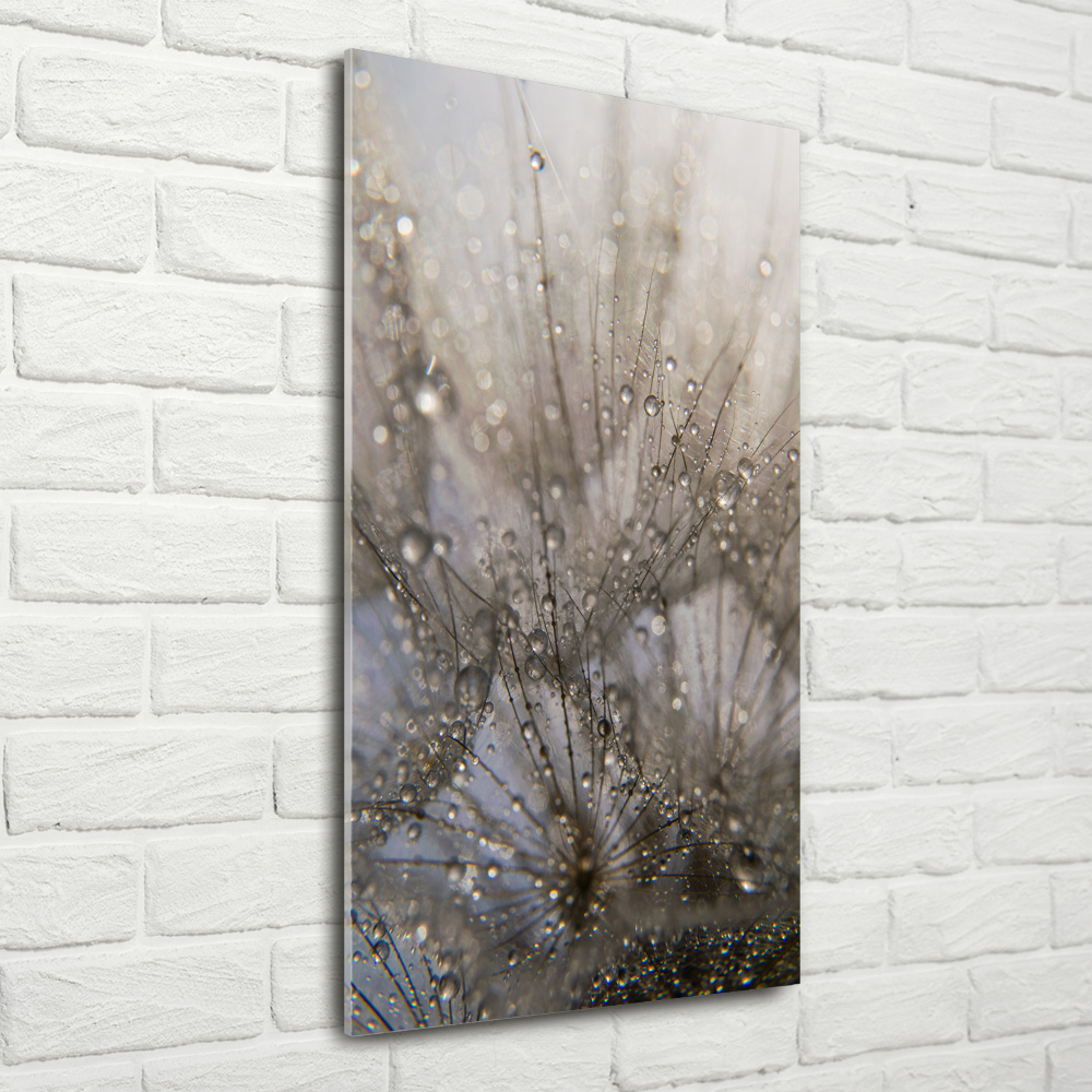 Acrylic glass print Dandelion seeds