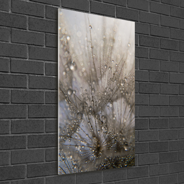 Acrylic glass print Dandelion seeds