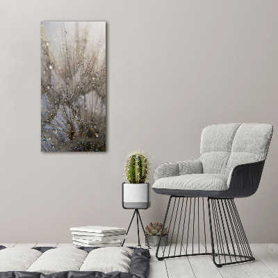 Acrylic glass print Dandelion seeds