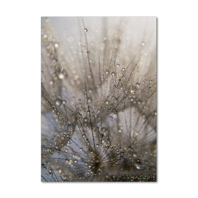 Acrylic glass print Dandelion seeds