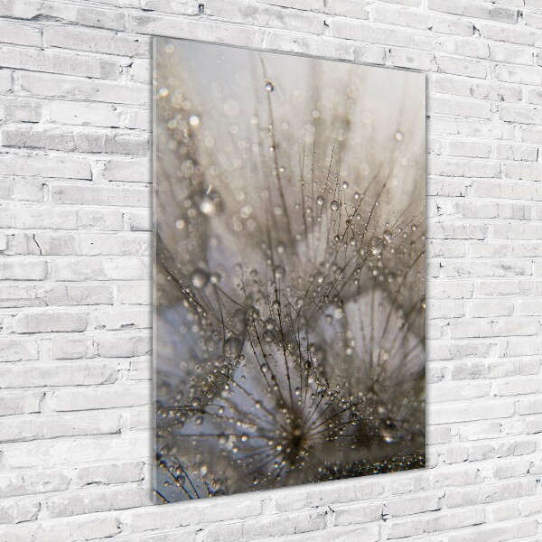 Acrylic glass print Dandelion seeds