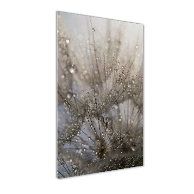 Acrylic glass print Dandelion seeds