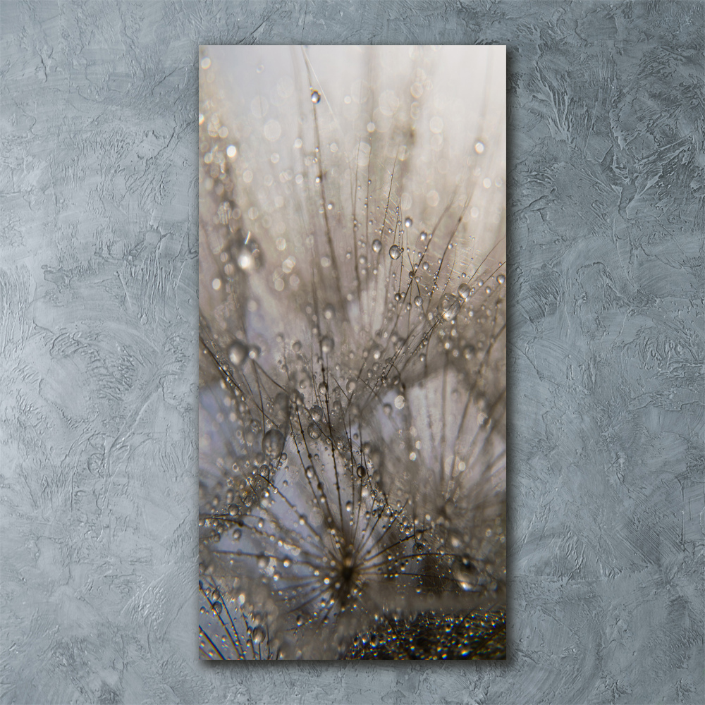 Acrylic glass print Dandelion seeds