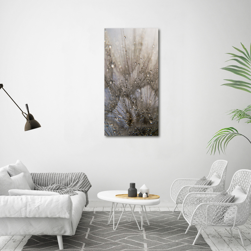 Acrylic glass print Dandelion seeds